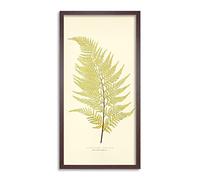 Biodiversity Fern Light Green Leaf Long Framed Art Print Wall Poster 25x12 inch