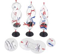 Biological Cell Models for Mitosis and Meiosis, Chromosome Change Teaching Aids, 9-Part Animal Mitosis Model, Educational Tools for Biology Classrooms