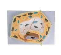 Biological Structure Teaching Model Anatomical Organ Plant Cell Anatomical Anatomy for Study Display Cell Membrane Model