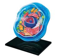 Biology Animal and Plant Cell Models, Assembly and Medical Lessons Cell Model Teaching(Animal cells)