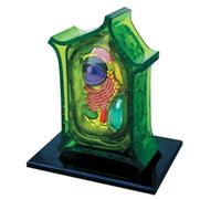 Biology Animal and Plant Cell Models, Assembly and Medical Lessons Cell Model Teaching(Plant cells)