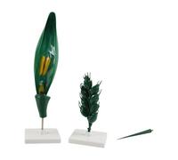 Biology Lab Wheat Model for Structure Demonstration, Mounted Detachable Flower Teaching Piece with Display Base in Botany Lessons, Science Learning Wheat Anatomy Teaching Model Flower Structure Botany