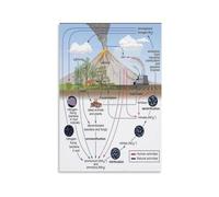 Biology Science Poster Nitrogen Cycle Process Explained