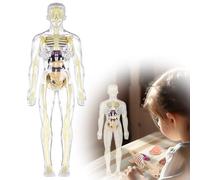 Biology Teaching Demonstration Model,Portable Transparent Human Anatomy Model - 28cm Educational Tool with Removable Mini Organs for Medical Students, Biology Classroom Demonstration