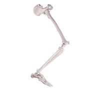Biology Teaching Model Anatomical Model, Removable Hip Joint and Fully Articulated Foot for Doctors Office Educational Tool