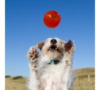 BIONIC Ball Dog Toy - Small - 5.8cm