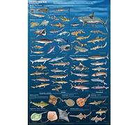 Bioprocess Sharks & Kin Laminated Sealife Educational Science Classroom Chart Poster Wall Art Decor Metal Sign Poster 8x12 inches