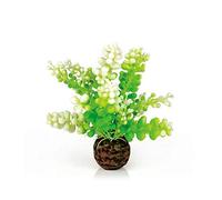 biOrb Fish Tank Decorations, Aquatic Caulerpa Plant With Weighted Ball (1 x Green Aquarium Plant), Artificial Fish Tank Plants To Add Colour, Natural-Looking Aquarium Decor For Scenic Background