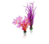 Oase Biorb Easy Plant, Medium, Pack Of 2, Red/pink
