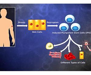 Biotechnology, Stem Cells, Synthetic Biology