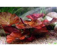 Biotope Aquatics Ltd - 1 x live aquarium bulb - NYMPHAEA ZENKERI RUBRA Red Tiger Lotus - plant tropical fish tank hide for betta