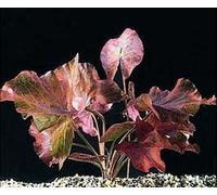 Biotope Aquatics Ltd 2 x live aquarium bulb - RED TIGER LOTUS - plant tropical fish tank hide for betta