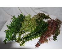 Biotope Aquatics Ltd - 25 Bunched & Weighted Live Aquarium Plants - Collection of Aquatic Plants for your fish tank