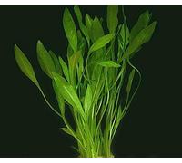 Biotope Aquatics Ltd 5 x Live Aquarium Plants - ECHINODORUS QUADRICOSTATUS - Dwarf Amazon Sword Fish tank plants swords