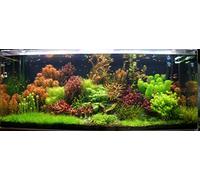Biotope Aquatics Ltd - 50 Live Aquarium Plants Tropical Aquatic Plants for your fish tank - rooted and stems