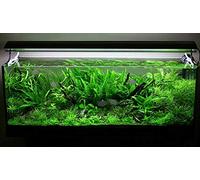 Biotope Aquatics Ltd - COLDWATER LIVE AQUARIUM PLANTS - collection of aquatic plants for your fish tank - stems and rooted plants (50 plant pack)