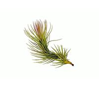 Biotope Aquatics Ltd Tillandsia Funkiana - Live Air Plant for House Terrarium Vivarium - No Soil Airplant - Rare and Unusual