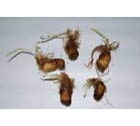 BiotopeAquatics 5 x live aquarium bulb - APONOGETON NATANS plant tropical fish tank hide for betta