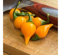 Biquinho Yellow Chilli Pepper Seeds - Mild Fruity Brazilian Variety - Pickling Garnishing Cooking - Thompson & Morgan