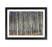 Birch Tree Forest Vol.2 Painting Modern Art Framed Wall Art Print, Ready to Hang Picture for Living Room Bedroom Home Office Décor, Black A4 (34 x 25 cm)