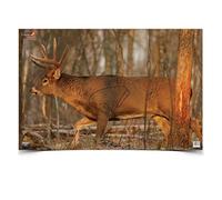 Birchwood Casey Eze-Scorer 23" x 35" Whitetail Deer - 2 targets (folded)