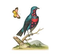 Bird Blue Spotted Large Wall Art Print Canvas Premium Poster