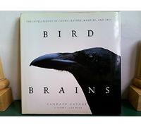 Bird Brains: The Intelligence of Crows, Ravens, Magpies, and Jays