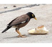 Bird Brains: Tool Wielders and Snack Stealers