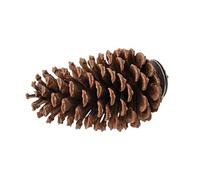 Bird Cage Perch with Parrot Stand: Pet Rest Pole Accessory Playground Parrots Chew Perch Stable Sturdy Design | Perches e Wood Birds a J