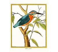 Bird Common Kingfisher Martin Pecheur Art Print Canvas Premium Wall Decor Poster