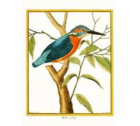 Bird Common Kingfisher Martin Pecheur Art Print Poster Wall Decor