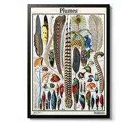 Bird Feathers, Adolphe Millot Poster, Botanical print, Wildlife Science Wall Art, Animal Nature Gift Idea, Archival Matte, A4 (Print Only) - 29.7x21cm