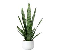 Bird Fiy Artificial Snake Plant 22.5" Faux Agave Fake Sansevieria Artificial Potted Plants for Indoor and Outdoor Home Office Décor (White Pot)