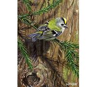 Bird greeting card. Goldcrest and Japanese Cedar by Dick Twinney
