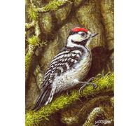 Bird greeting card. Lesser Spotted Woodpecker at Home by Dick Twinney