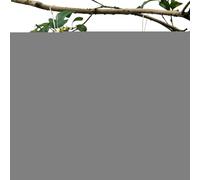 Bird Hammock - Bird Bed Hammock Parrot Accessories,Perch Summer Hut Cave Parakeet Cage Accessories for African Grey Conure Cockatoo Macaw Finch Lovebird Climbing