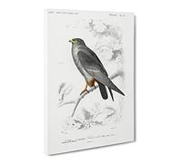 Bird Illustration Pl. 25 By Charles D' Orbigny Vintage Canvas Wall Art Print Ready to Hang, Framed Picture for Living Room Bedroom Home Office Décor, 20x14 Inch (50x35 cm)