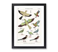 Bird Illustrations By Jean Francois Champollion Vintage Framed Wall Art Print, Ready to Hang Picture for Living Room Bedroom Home Office Décor, Black A4 (34 x 25 cm)