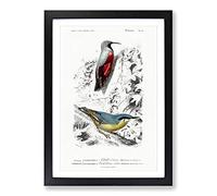 Bird Illustrations PL. 16 by Charles d' Orbigny Framed Print | A2 Black Framed Wall Art | Ready to Hang | Modern Nature Picture | Living Room Bedroom Lounge Office