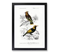 Bird Illustrations PL. 2D by Charles d' Orbigny Framed Print | A2 Black Framed Wall Art | Ready to Hang | Modern Nature Picture | Living Room Bedroom Lounge Office