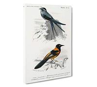 Bird Illustrations PL. 3 by Charles d' Orbigny Canvas Print | Gallery Wrapped 30mm Frame Wall Art | 30x20 inches | Ready to Hang | Modern Animals Picture | Living Room Bedroom Lounge Office