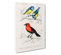 Bird Illustrations PL. 3b by Charles d' Orbigny Canvas Print | Gallery Wrapped 30mm Frame Wall Art | 30x20 inches | Ready to Hang | Modern Animals Picture | Living Room Bedroom Lounge Office