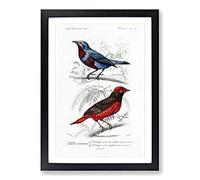 Bird Illustrations PL. 52 by Charles d' Orbigny Framed Print | A2 Black Framed Wall Art | Ready to Hang | Modern Nature Picture | Living Room Bedroom Lounge Office