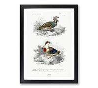 Bird Illustrations PL. 6 by Charles d' Orbigny Framed Print | A2 Black Framed Wall Art | Ready to Hang | Modern Nature Picture | Living Room Bedroom Lounge Office