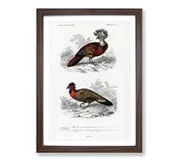 Bird Illustrations PL. 7 by Charles d' Orbigny Framed Print | A2 Walnut Framed Wall Art | Ready to Hang | Modern Nature Picture | Living Room Bedroom Lounge Office