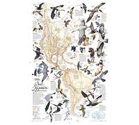 Bird Migration, Western Hemisphere, Tubed: Wall Maps History & Nature (National Geographic Reference Map)