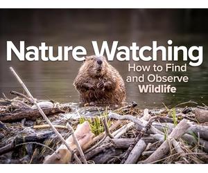 Bird Nests and the Stories They Tell