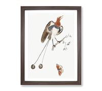 Bird Of Paradise & Butterfly By Johan Teyler Vintage Framed Print | A3 Walnut Framed Wall Art | Ready to Hang | Classic Animal Picture | Living Room Bedroom Lounge Office