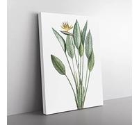 Bird Of Paradise Flower By Pierre Joseph Redoute Canvas Print 24x16 Inch