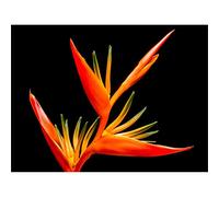Bird Of Paradise Flower Canvas Wall Art Print